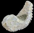 Cretaceous Fossil Oyster (Rastellum) - Madagascar #54430-1